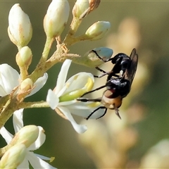 Australoconops sp. (genus) at Wodonga, VIC - 15 Dec 2024 07:03 AM