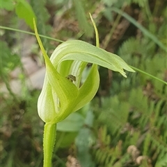 Pterostylis monticola (Large Mountain Greenhood) at Cotter River, ACT - 15 Dec 2024 by Bubbles