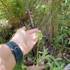 Pterostylis monticola at Cotter River, ACT - 15 Dec 2024