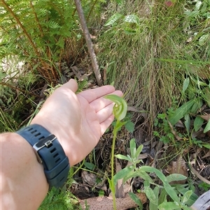 Pterostylis monticola at Cotter River, ACT - 15 Dec 2024