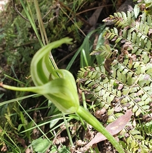 Pterostylis monticola at Cotter River, ACT - 15 Dec 2024