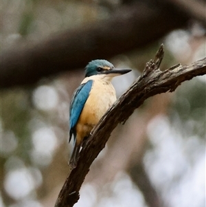 Todiramphus sanctus at Moruya, NSW - suppressed