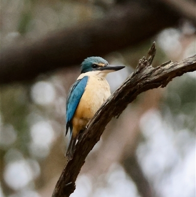 Todiramphus sanctus (Sacred Kingfisher) at Moruya, NSW - 10 Dec 2024 by LisaH