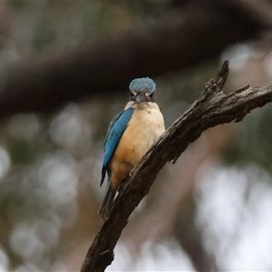 Todiramphus sanctus at Moruya, NSW - suppressed