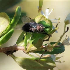 Unidentified Blow fly (Calliphoridae) at Wodonga, VIC - 14 Dec 2024 by KylieWaldon