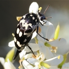 Hoshihananomia leucosticta (Pintail or Tumbling flower beetle) at Wodonga, VIC - 15 Dec 2024 by KylieWaldon