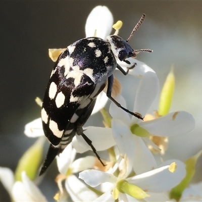 Hoshihananomia leucosticta (Pintail or Tumbling flower beetle) at Wodonga, VIC - 15 Dec 2024 by KylieWaldon