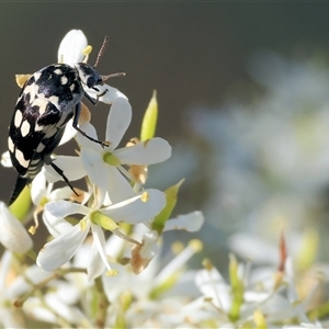 Hoshihananomia leucosticta at Wodonga, VIC - 15 Dec 2024