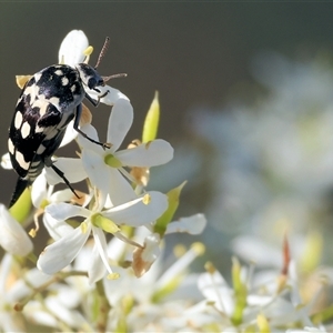 Hoshihananomia leucosticta at Wodonga, VIC - 15 Dec 2024 07:04 AM