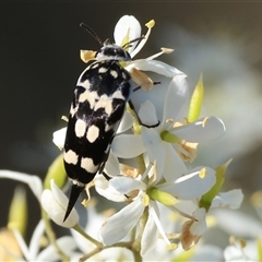 Hoshihananomia leucosticta at Wodonga, VIC - 15 Dec 2024 07:04 AM