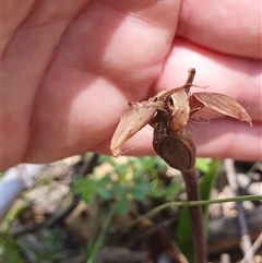 Chiloglottis valida (Large Bird Orchid) at Cotter River, ACT - 15 Dec 2024 by Bubbles