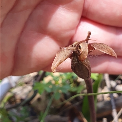 Chiloglottis valida (Large Bird Orchid) at Cotter River, ACT - 15 Dec 2024 by Bubbles