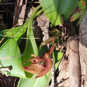 Chiloglottis valida at Cotter River, ACT - suppressed