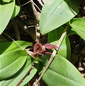 Chiloglottis valida at Cotter River, ACT - suppressed