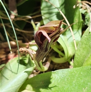 Chiloglottis valida at Cotter River, ACT - suppressed