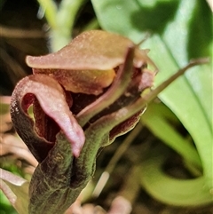 Chiloglottis valida at Cotter River, ACT - suppressed