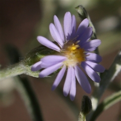 Vittadinia gracilis (New Holland Daisy) at Gundaroo, NSW - 12 Dec 2024 by ConBoekel