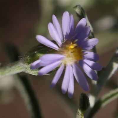 Vittadinia gracilis (New Holland Daisy) at Gundaroo, NSW - 13 Dec 2024 by ConBoekel