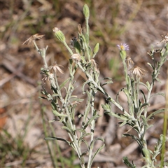 Vittadinia gracilis at Gundaroo, NSW - 13 Dec 2024 09:49 AM