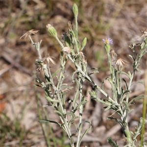 Vittadinia gracilis at Gundaroo, NSW - 13 Dec 2024 09:49 AM