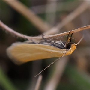 Telocharacta metachroa at Gundaroo, NSW - 13 Dec 2024