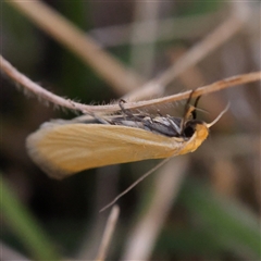 Telocharacta metachroa at Gundaroo, NSW - 13 Dec 2024