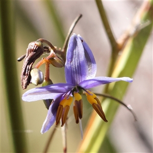 Dianella revoluta var. revoluta at Gundaroo, NSW - 13 Dec 2024