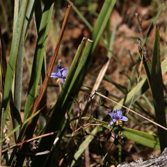 Dianella revoluta var. revoluta at Gundaroo, NSW - 13 Dec 2024