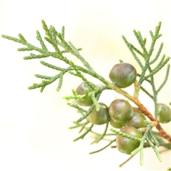 Cupressus sp. (A Cypress) at Gundaroo, NSW - 13 Dec 2024 by ConBoekel
