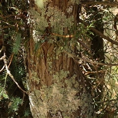 Cupressus sp. at Gundaroo, NSW - 13 Dec 2024