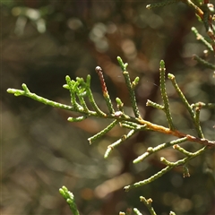 Cupressus sp. at Gundaroo, NSW - 13 Dec 2024