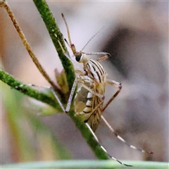 Unidentified Crane fly, midge, mosquito or gnat (several families) at Gundaroo, NSW - 12 Dec 2024 by ConBoekel