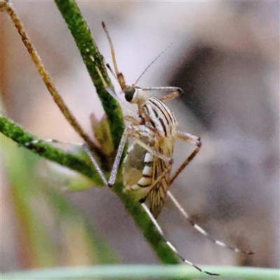 Aedes (Ochlerotatus) vittiger (Grey Striped Mosquito) at Gundaroo, NSW - 13 Dec 2024 by ConBoekel