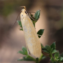 Unidentified Moth (Lepidoptera) at Gundaroo, NSW - 12 Dec 2024 by ConBoekel