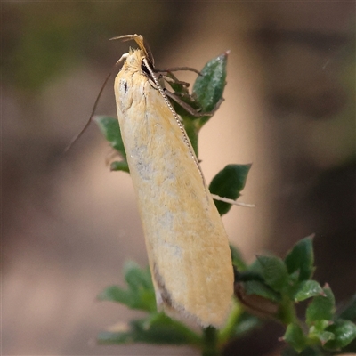 Unidentified Moth (Lepidoptera) at Gundaroo, NSW - 12 Dec 2024 by ConBoekel