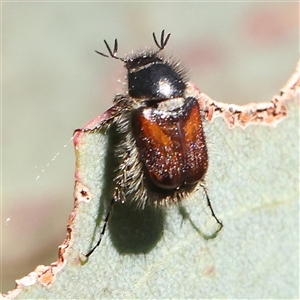 Heteronyx sp. (genus) (Scarab beetle) at Gundaroo, NSW by ConBoekel