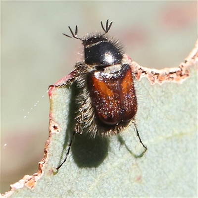 Unidentified Leaf beetle (Chrysomelidae) at Gundaroo, NSW - 12 Dec 2024 by ConBoekel