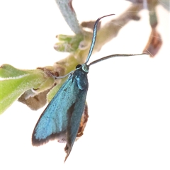 Pollanisus (genus) (A Forester Moth) at Gundaroo, NSW - 12 Dec 2024 by ConBoekel