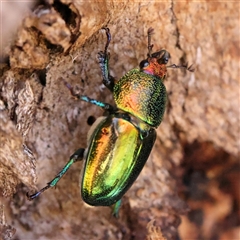 Lamprima aurata (Golden stag beetle) at Gundaroo, NSW - 13 Dec 2024 by ConBoekel