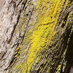 Chrysothrix sp. (genus) (A gold dust lichen) at Gundaroo, NSW - 13 Dec 2024 by ConBoekel