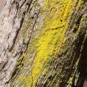 Unidentified Lichen at Gundaroo, NSW by ConBoekel