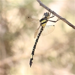 Parasynthemis regina (Royal Tigertail) at Gundaroo, NSW - 13 Dec 2024 by ConBoekel