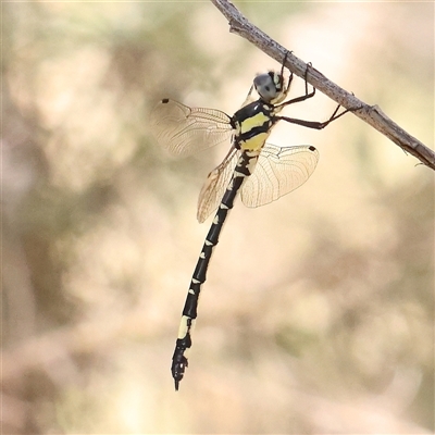 Parasynthemis regina (Royal Tigertail) at Gundaroo, NSW - 13 Dec 2024 by ConBoekel