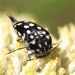 Mordella dumbrelli (Dumbrell's Pintail Beetle) at Gundaroo, NSW - 12 Dec 2024 by ConBoekel