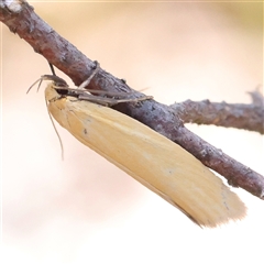 Telocharacta metachroa (A concealer moth) at Gundaroo, NSW - 13 Dec 2024 by ConBoekel