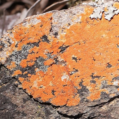 Caloplaca sp. (Firedot Lichen) at Gundaroo, NSW - 13 Dec 2024 by ConBoekel