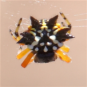 Austracantha minax at Gundaroo, NSW - 13 Dec 2024