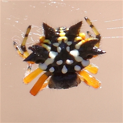 Austracantha minax (Christmas Spider, Jewel Spider) at Gundaroo, NSW - 13 Dec 2024 by ConBoekel