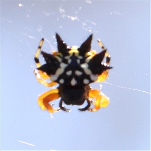 Austracantha minax at Gundaroo, NSW - 13 Dec 2024