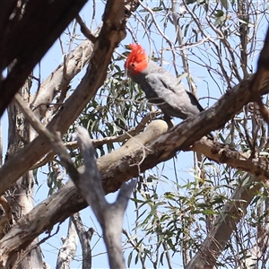 Callocephalon fimbriatum (Gang-gang Cockatoo) at Gundaroo, NSW by ConBoekel